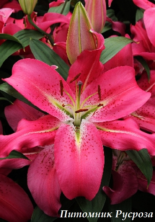 Лилия Восточная 