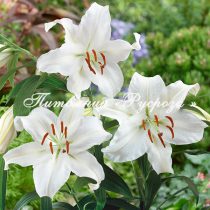 Лилия Восточная 