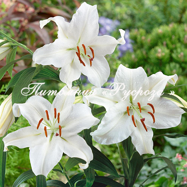 Лилия Восточная 