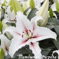 Лилия Восточная 