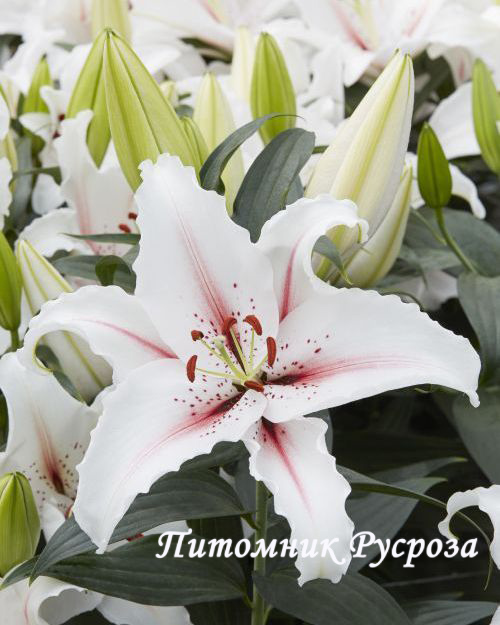 Лилия Восточная 