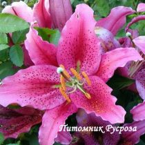 Лилия Восточная 