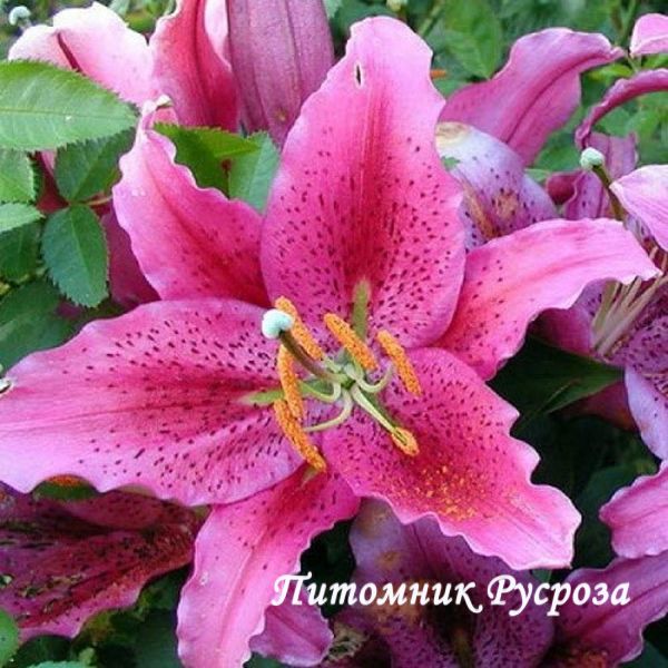 Лилия Восточная 