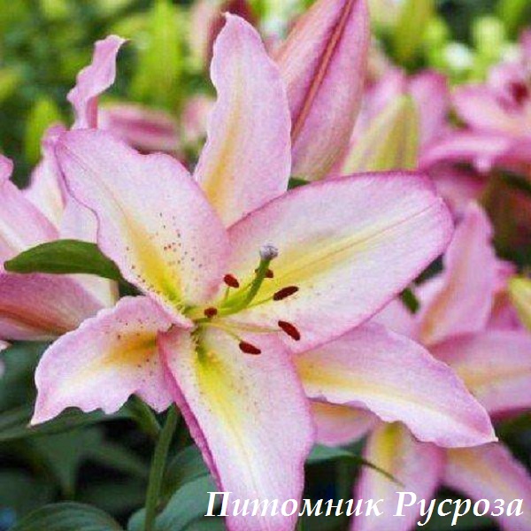 Лилия Восточная 