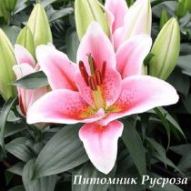 Лилия Восточная 