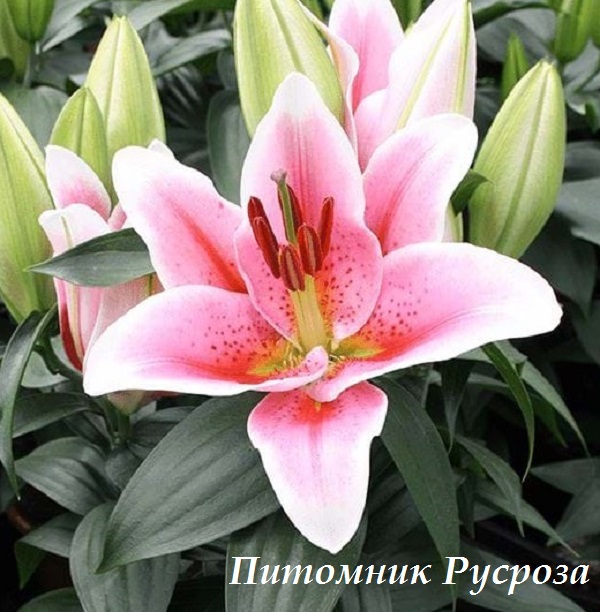 Лилия Восточная 