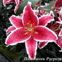 Лилия Восточная 