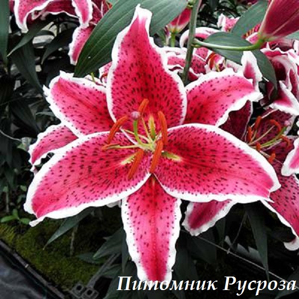 Лилия Восточная 