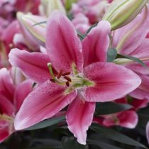 Лилия Восточная 