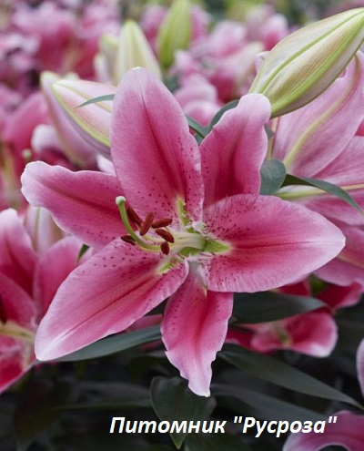 Лилия Восточная 