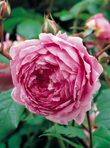 ALAN TITCHMARSH (BARDOLINO)