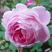 ALAN TITCHMARSH (BARDOLINO)