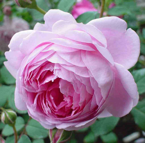 ALAN TITCHMARSH (BARDOLINO)