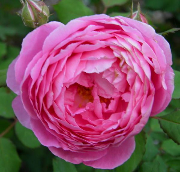 ALAN TITCHMARSH (BARDOLINO)