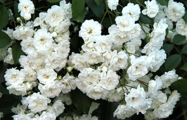 ALBA MEIDILAND (MEIFLOPAN)