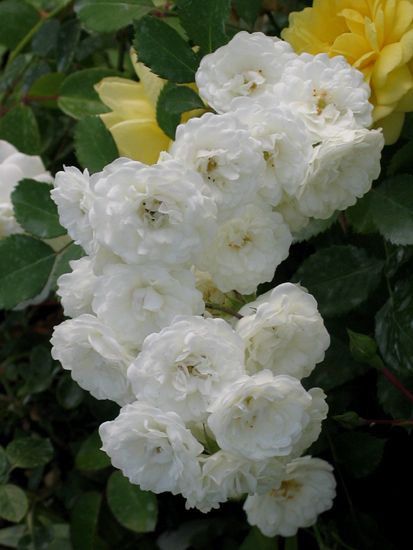 ALBA MEIDILAND (MEIFLOPAN)