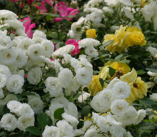 ALBA MEIDILAND (MEIFLOPAN)