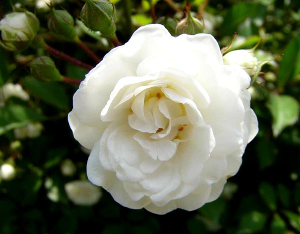 ALBA MEIDILAND (MEIFLOPAN)