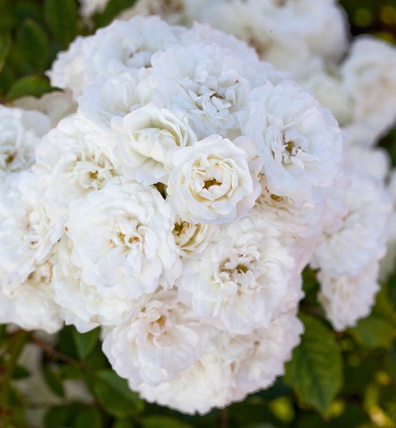 ALBA MEIDILAND (MEIFLOPAN)