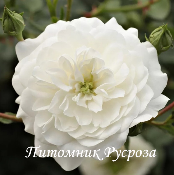 ALBA MEILLANDINA (MEINABRON)