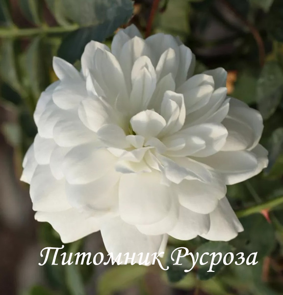 ALBA MEILLANDINA (MEINABRON)