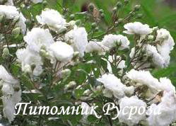 ALBA MEILLANDINA (MEINABRON)