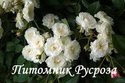 ALBA MEILLANDINA (MEINABRON)