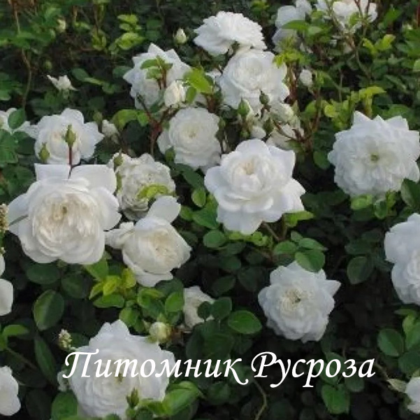 ALBA MEILLANDINA (MEINABRON)