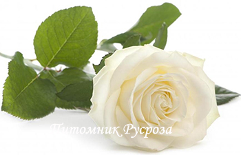 ALBA ЧГ