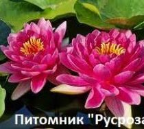 Нимфея (кувшинка) 