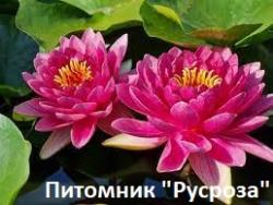 Нимфея (кувшинка) 