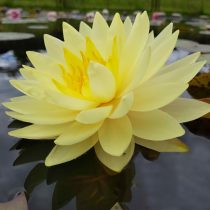 Нимфея (кувшинка) 