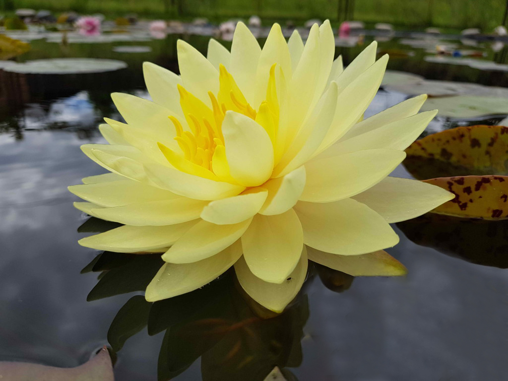 Нимфея (кувшинка) 