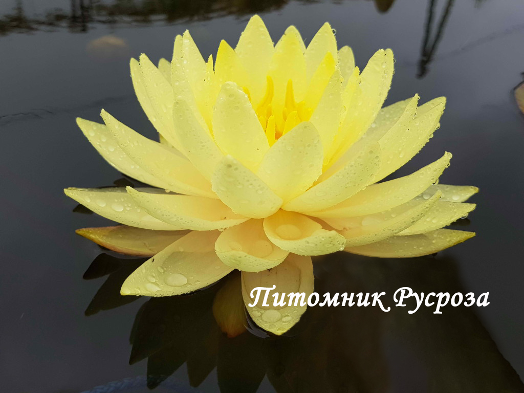 Нимфея (кувшинка) 