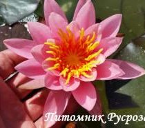 Нимфея (кувшинка) 