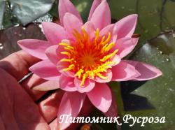 Нимфея (кувшинка) 