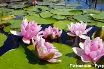 Нимфея (кувшинка) 