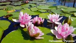 Нимфея (кувшинка) 