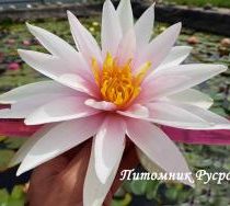 Нимфея (кувшинка) 