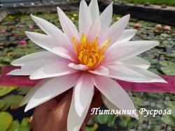 Нимфея (кувшинка) 