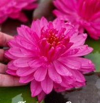 Нимфея (кувшинка) 