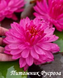 Нимфея (кувшинка) 