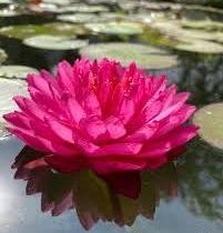 Нимфея (кувшинка) 