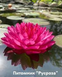 Нимфея (кувшинка) 