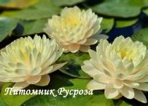 Нимфея (кувшинка) 