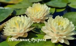 Нимфея (кувшинка) 