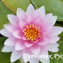 Нимфея (кувшинка) 