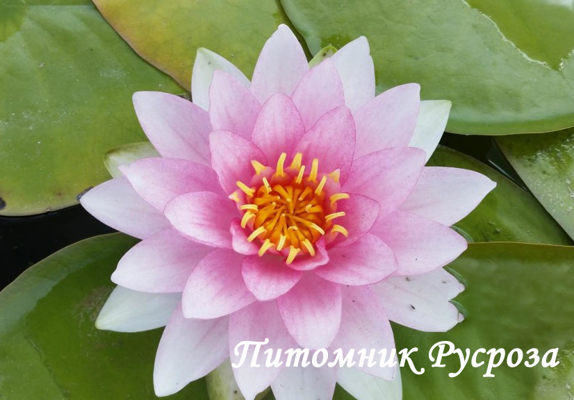 Нимфея (кувшинка) 