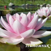 Нимфея (кувшинка) 