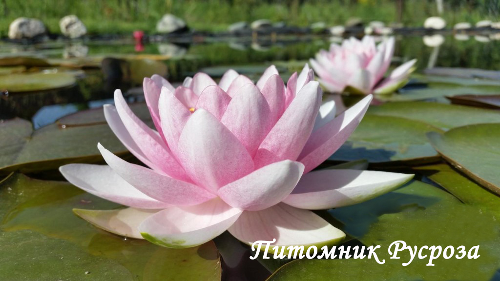 Нимфея (кувшинка) 